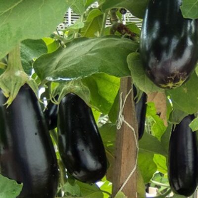 Aubergines