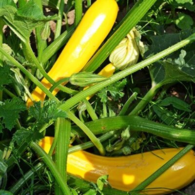 Courgettes