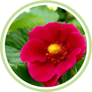 Les ambassadeurs Dr. Jonquille & Mr. Ail