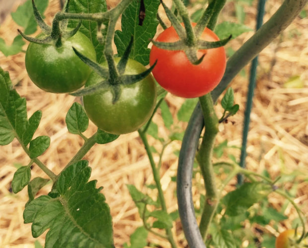 Blog Dr. Jonquille & Mr. Ail - La permaculture pour les nuls