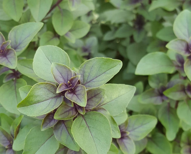 Dr. Jonquille & Mr. Ail - Blog - Les 6 aromates utiles au potager