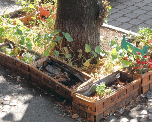 Dr. Jonquille & Mr. Ail - Blog - Jardinage urbain