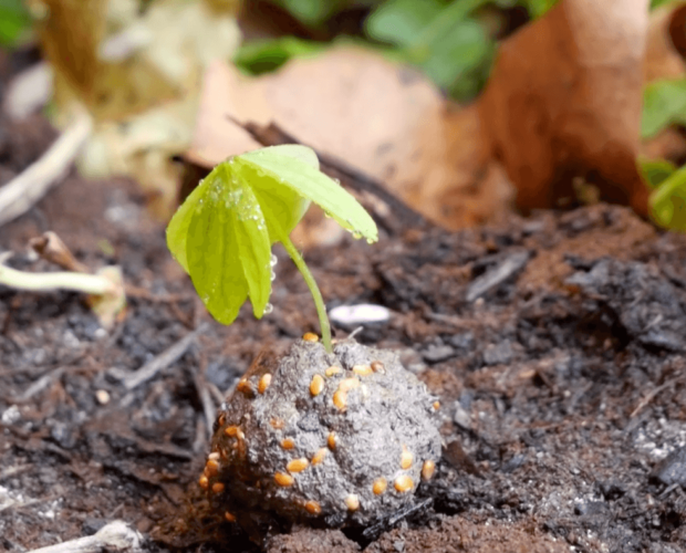 Dr. Jonquille & Mr. Ail - Tutoriel pour apprendre à faire des bombes à graines pour sauver les abeilles