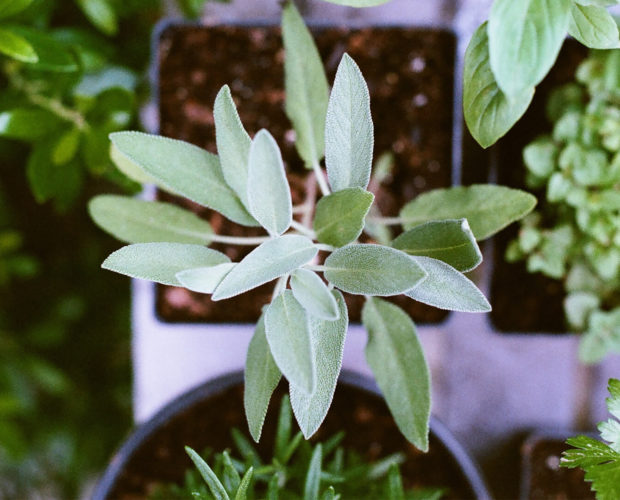 Les 6 aromates qui poussent à l'ombre