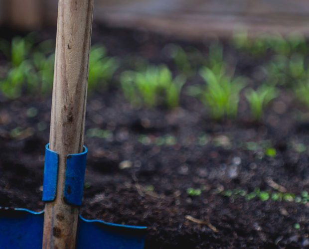 Les 14 légumes qui poussent à l'ombre