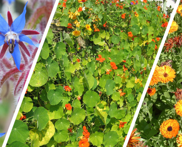 Compagnonnage et fleurs utiles au potager
