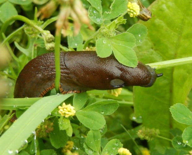 Dr. Jonquille & Mr. Ail - Blog - Comment lutter contre les limaces