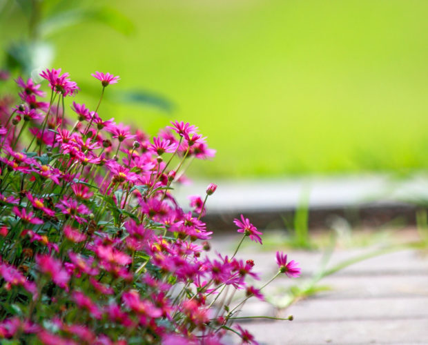Que sème t-on en juillet? Tout est dans cet article! Regardez les fleurs, aromates et légumes à semer en juillet