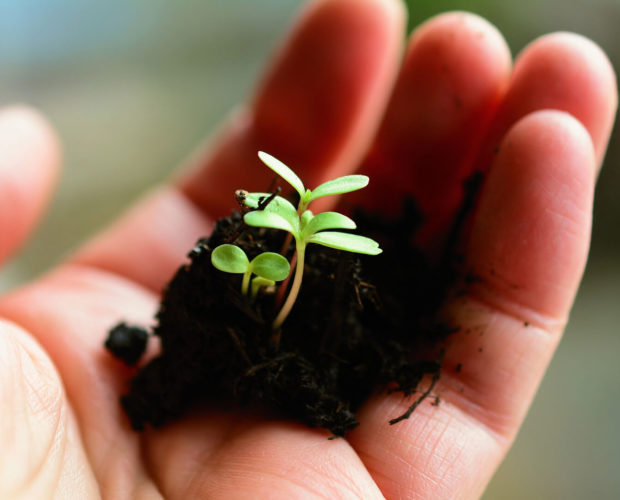 Les légumes aromates et fleurs qu'on peut semer en Juin