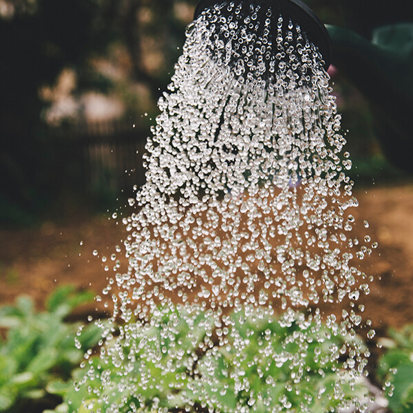 L'arrosage en temps de canicule est très important