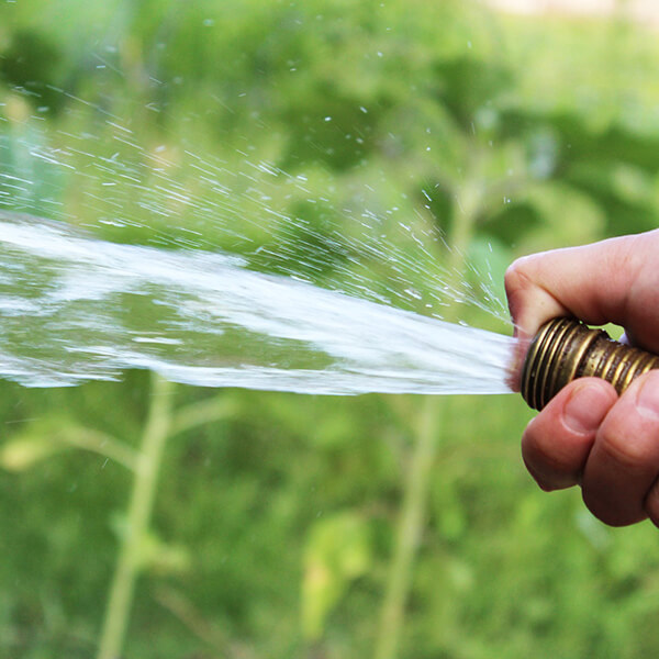 La canicule au potager, l'importance de l'arrosage