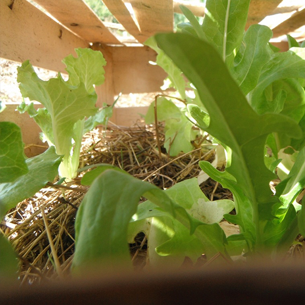 Une photo de cagette qui protège de la canicule le potager