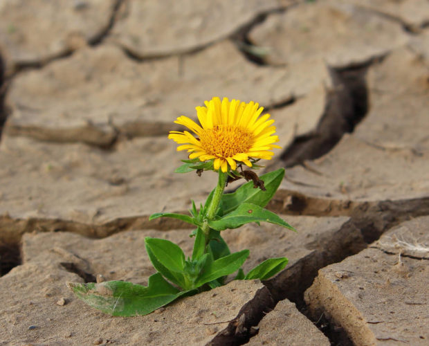 Que faire au potager pour lutter contre la canicule