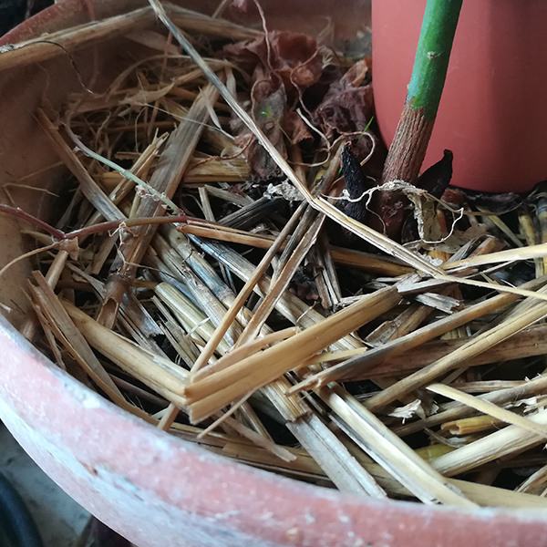 Pailler le pot pour garder l'humidité