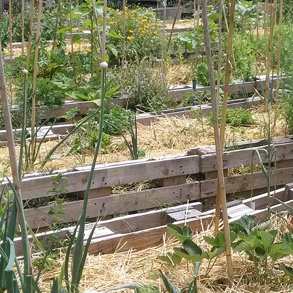 Paillage au potager pour lutter contre la canicule