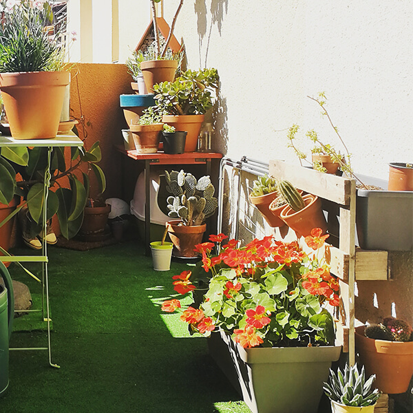 La canicule sur le balcon comment protéger votre potager