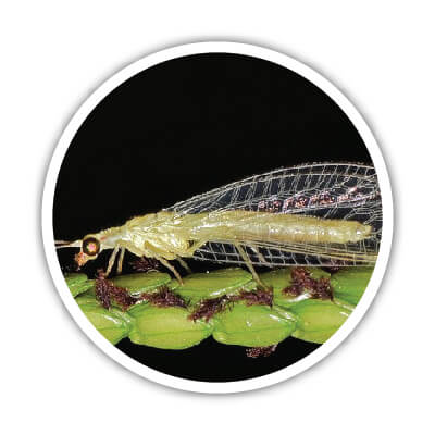 Les chrysopes ont besoin de certains matériaux dans un hôtel à insectes. On vous explique lesquels