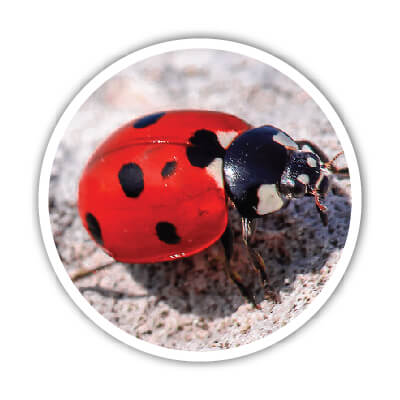 Les coccinelles ont besoin de certains matériaux dans un hôtel à insectes. On vous explique lesquels