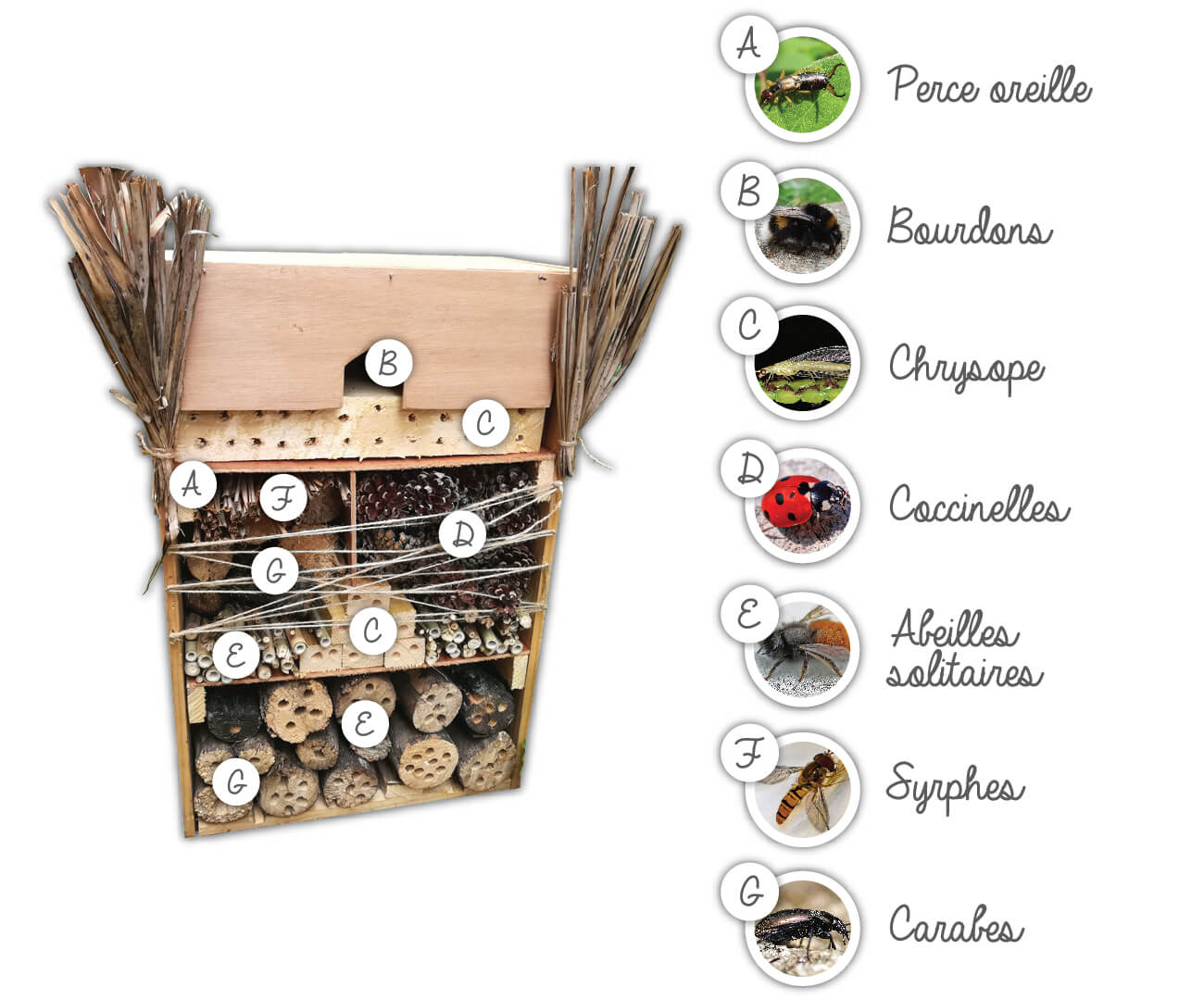 Les insectes qui séjournent dans un hôtel à insectes