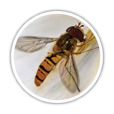 Les syrphes ont besoin de certains matériaux dans un hôtel à insectes. On vous explique lesquels