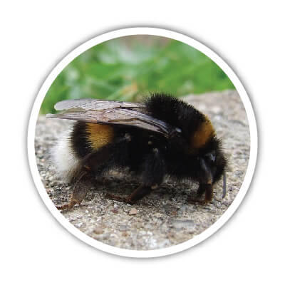 Les bourdons ont besoin de certains matériaux dans un hôtel à insectes. On vous explique lesquels