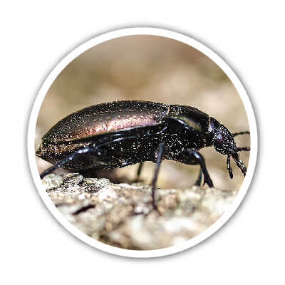 Les carabes ont besoin de certains matériaux dans un hôtel à insectes. On vous explique lesquels