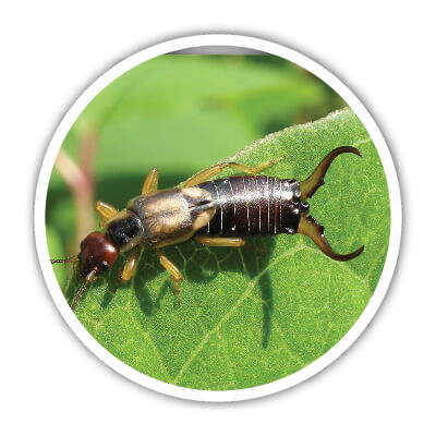 Les perces oreilles ont besoin de certains matériaux dans un hôtel à insectes. On vous explique lesquels