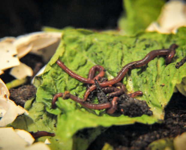 Pourquoi et comment fabriquer un lombricomposteur