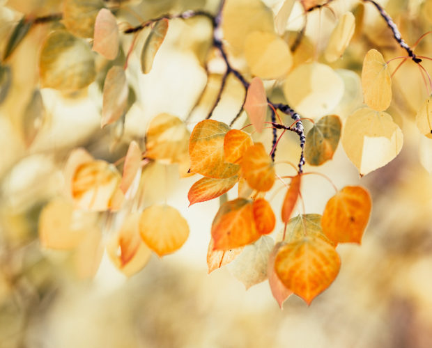 Que semer en septembre?
