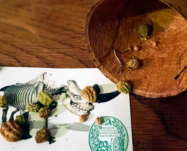 Graine du muséum d'histoire naturelle