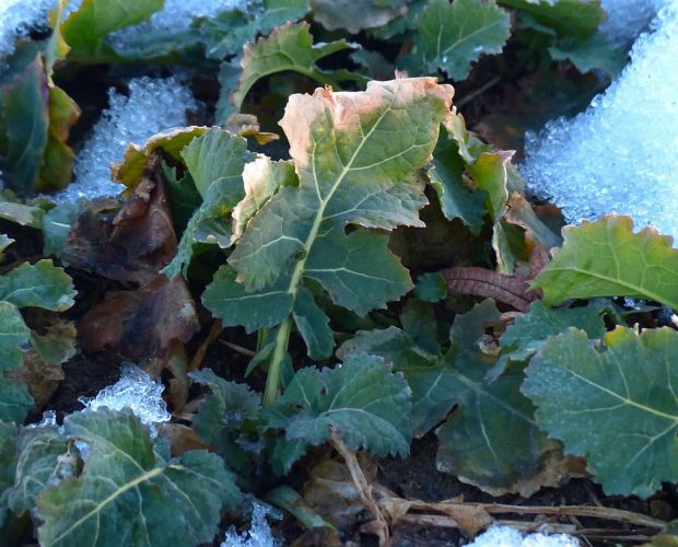 Que semer en février - Blog - Dr. Jonquille & Mr. AIl