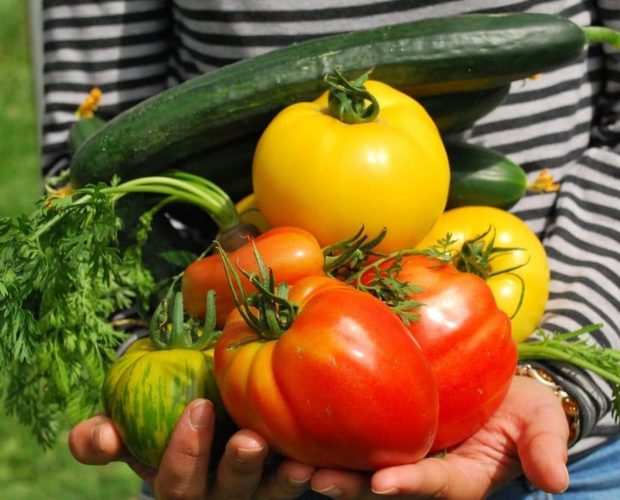 Mon premier potager bio - Dr. Jonquille & Mr. Ail