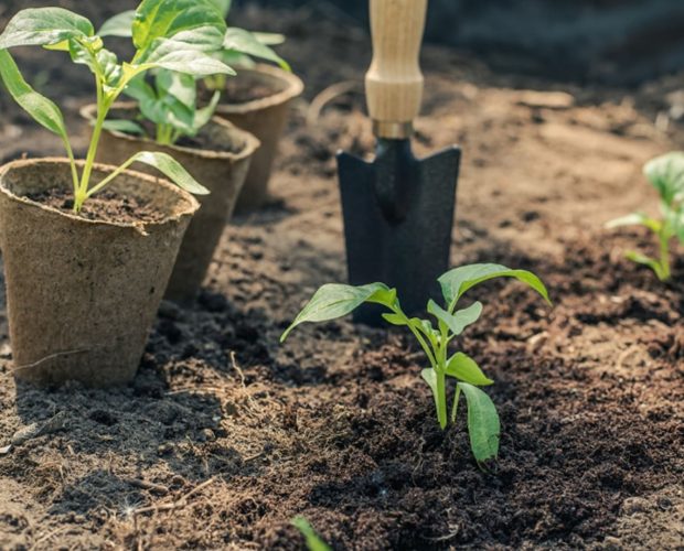 Que semer et que faire au jardin en mars