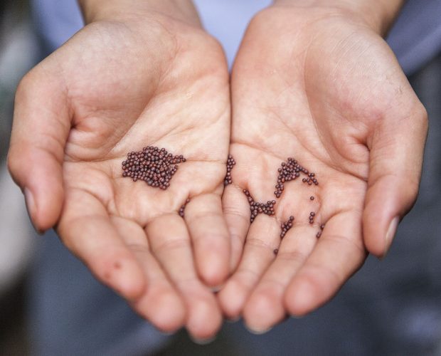 Qu'est-ce qu'une graine bio - Blog - Dr. Jonquille & Mr. Ail