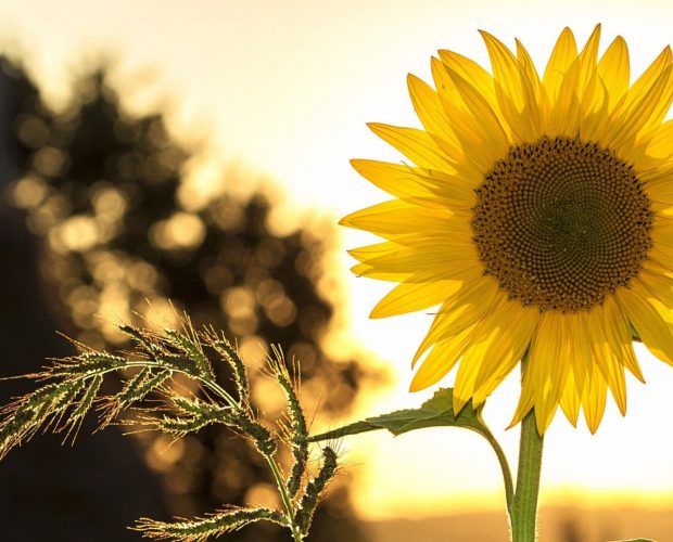 Que semer en mai - Blog - Dr. Jonquille & Mr. Ail