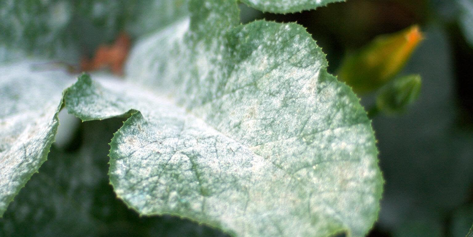 Que-semer-en-mai_oidium Que semer en mai - Oidium