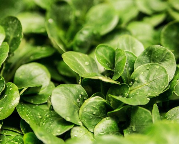 Comment semer la mâche - Blog - Dr. Jonquille & Mr. Ail