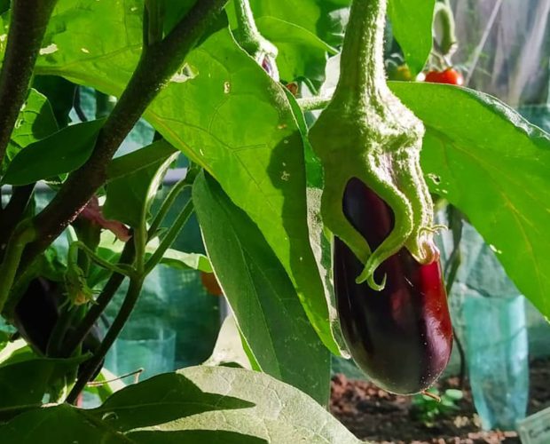 Le potager de la ruche