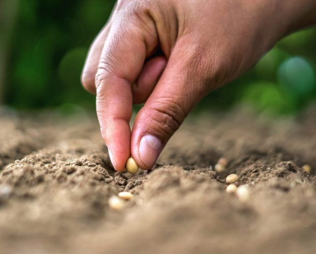 Qu'est-ce qu'une graine reproductible - blog - Dr. Jonquille & Mr. Ail