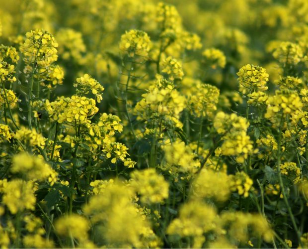 Les 3 défis de l'agriculture moderne - blog - Dr. Jonquille & Mr. Ail