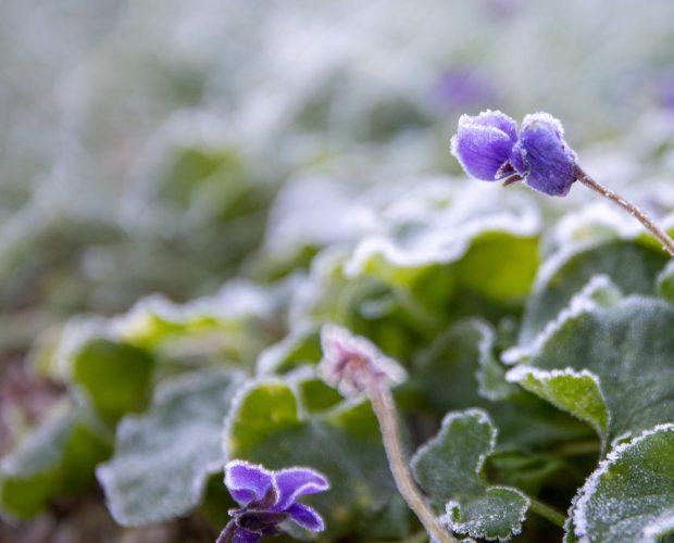 Que faire au jardin en janvier | Blog | Dr. Jonquille & Mr. Ail