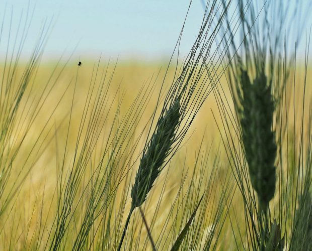 Qu'est-ce que l'agroécologie | Blog | Dr. Jonquille & Mr. Ail