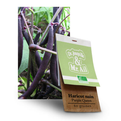 Graines Bio Haricot Nain Purple Queen