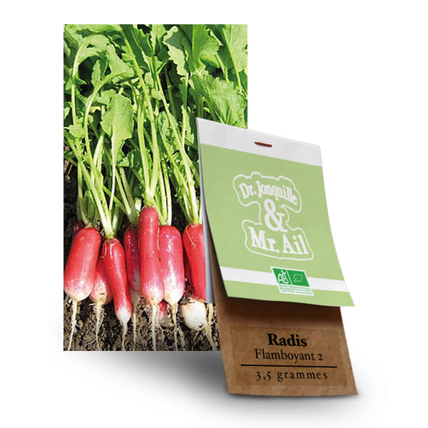Graines bio Radis - Flamboyant 2 Graines Bio Radis Flamboyant 2 - Dr. Jonquille & Mr. Ail