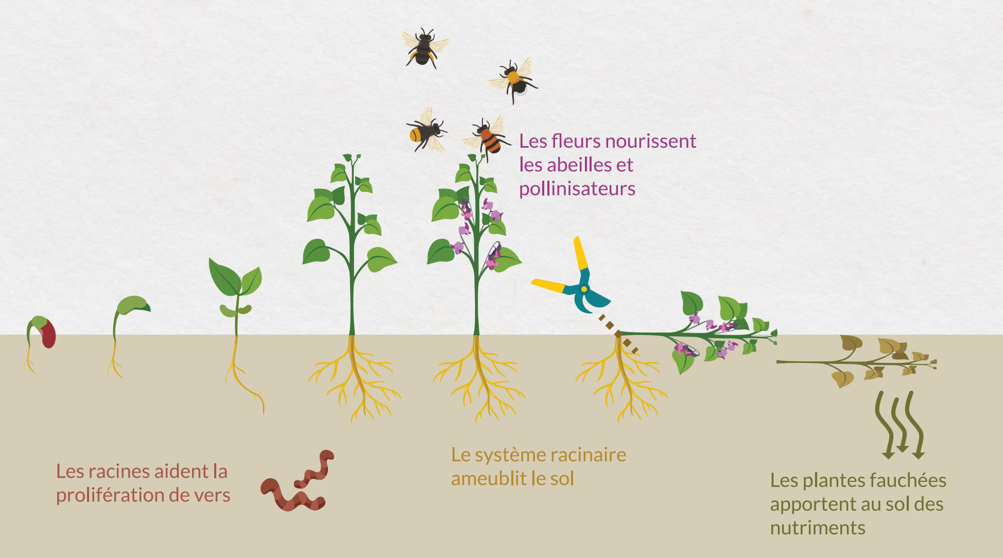 Les engrais verts sont bénéfiques pour le potager