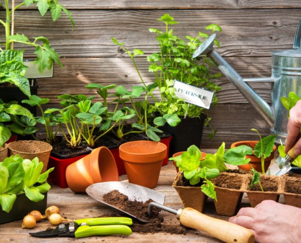 Comment faire un potager d'intérieur - Blog - Dr. Jonquille & Mr. Ail
