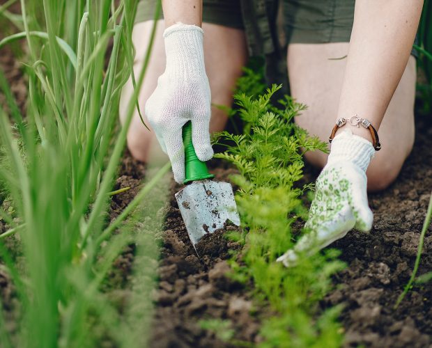 Les engrais verts ou naturels bénéfiques pour le potager