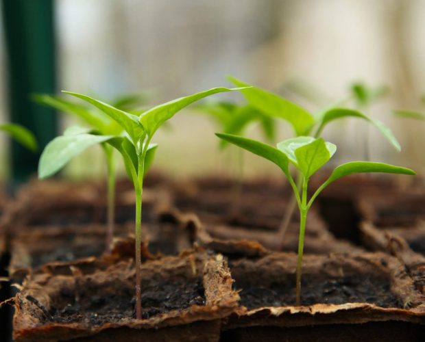 Que semer en Avril ? Blog - Dr. Jonquille & Mr. Ail