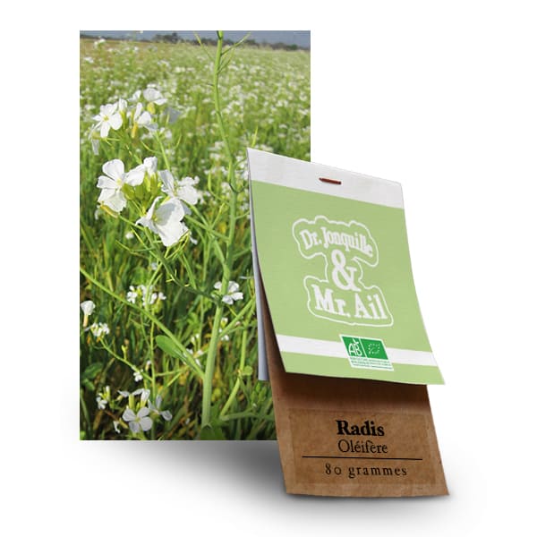 Graines Bio et Reproductibles Radis Oléifère