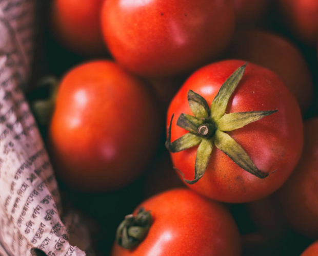 7 conseils pour réussir ses semis de tomates - Blog - Dr. Jonquille & Mr. Ail